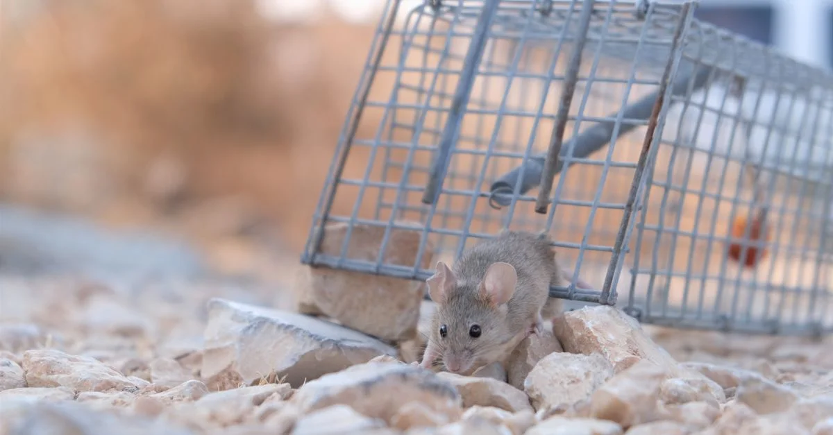 Une petite souris s'échappant d'un piège en métal sur une surface rocheuse, montrant son agilité et son instinct de survie.